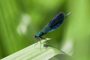 banded dragonfly, Calopteryx splendens banded dragonfly, Calopteryx splendens